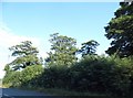 Trees by Ramsgate Road, Sarre