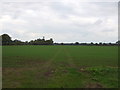TM4683 : Young crop field, West End by JThomas
