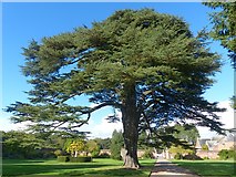ST2885 : Cedar of Lebanon, Tredegar House Gardens, Newport by Robin Drayton