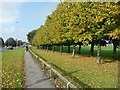 Trees alongside Scott Hall Road, Leeds