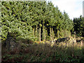 Remains of buildings at Pen-y-Graig Farm