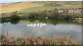 Duckpond at Compton Farm