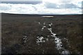 NC8316 : Deer Tracks near Loch Coir' an Eoin, Sutherland by Andrew Tryon