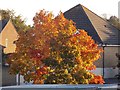 Northbourne: an autumnal tree hidden among housing