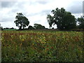 Sunflowers, Harris Green