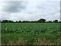 Crop field near Grange Farm