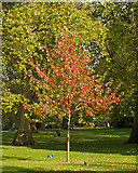 TQ2979 : Autumn Colour in St James's Park by Free Man