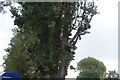 View of shoes in a tree in Allen Gardens