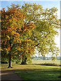 SO8744 : Trees in Croome Park by Philip Halling