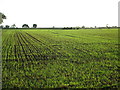 Autumn sown crop