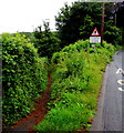 Track into Rhode Wood, Saundersfoot