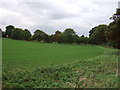 Young crop field near Cookley Grange