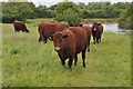 SP4001 : Cattle on the Thames Path by Philip Halling