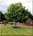 Bench around a tree on the village green, English Bicknor