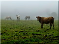 Cattle in the mist, Gallan Lower