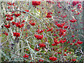 Rowan trees in the public park, Muir of Ord