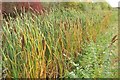 Bulrushes / reedmace by King