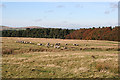 NT1662 : Sheep near Wester Bavelaw by Anne Burgess