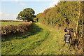 Scotgrove Wood bridleway