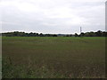 Young crop field, Green Street