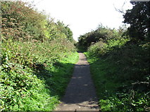 SO6301 : Footpath to Lydney Dock by Jonathan Thacker