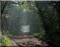 Greenholme Bank near Westwoodside