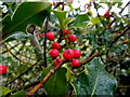 Holly berries, Claraghmore