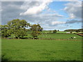 Grazing land near Market Gate