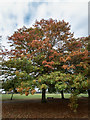 Autumn Colours Grovelands Park, London N21