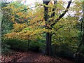 Autumn tree in Whiteley Woods