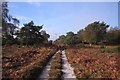 SY9687 : Coombe Heath, Arne in autumn by Becky Williamson