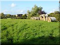 Hay bales in a field