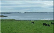  : Grassland, cows and bay by Clint Mann