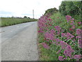 Valerian flowers in the hedge at Mount View