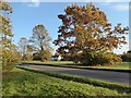 Autumn trees on the Guarlford Road