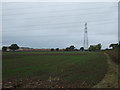 Young crop field and pylon