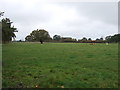 Grazing off Warmingham Road