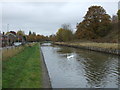 Swans on the Trent & Mersey Canal, Middlewich 