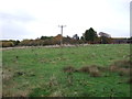 Grazing near Cledford Hall