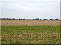 TM0827 : Field north-west of Barlon Road by Robin Webster