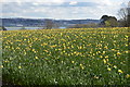 Crop of Daffodils