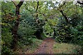 Woods on Bostall Heath