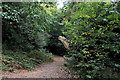 Green Chain Walk in Bostall Woods