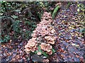 Fungi on a rotting log