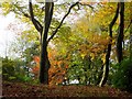 Woodland path in Autumn