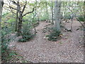 Path in Oldbury Woods up to the Iron Age fort on Oldbury Hill