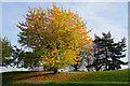 Autumn tree display in Blackbrook