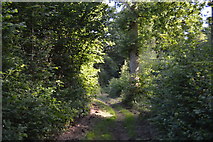 TQ3328 : High Weald Landscape Trail, River's Wood by N Chadwick