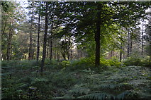TQ3327 : Conifers, River's Wood by N Chadwick