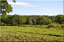 TQ3327 : South of River's Farm by N Chadwick